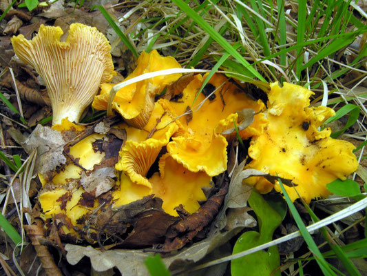 Cantharellus pallens Pilát (COMMESTIBILE) Foto Emilio Pini 