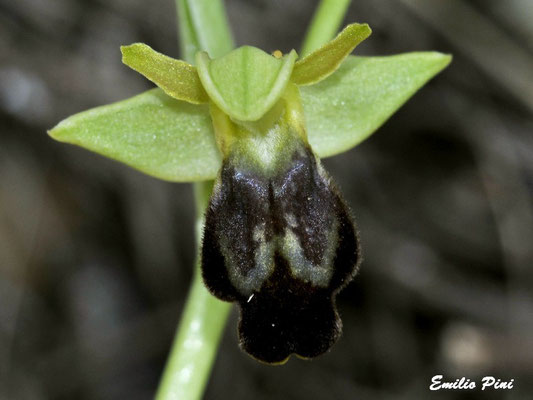Ophrys fusca subsp delforgei (Regione Liguria)