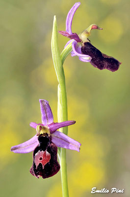 Ophrys benacensis