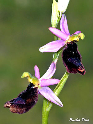 Ophrys benacensis