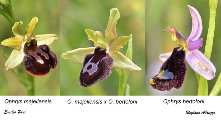Ophrys majellensis x Ophrys bertoloni