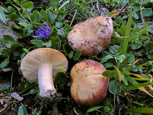 Russula pascua (F.H. Møller & Jul. Schäff.) Kühner 1975 (COMMESTIBILE) Foto Emilio Pini