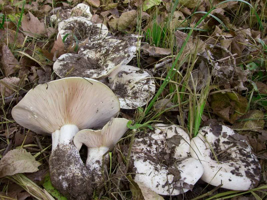 Lactarius controversus Pers. (NON COMMESTIBILE) Foto Emilio Pini 