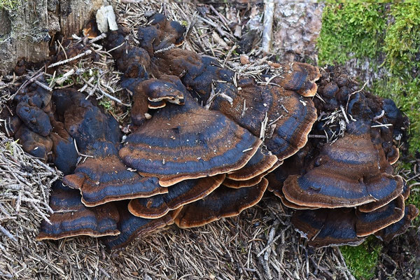 Ischnoderma benzoinum (Wahlenb.) P. Karst. (NON COMMESTIBILE) Foto Emilio Pini