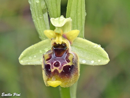 Ophrys posidonia (Regione Basilicata)