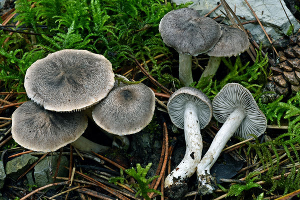 Tricholoma gausapatum (Fr. : Fr.) Quél. 1872 (COMMESTIBILE) Foto Emilio Pini 