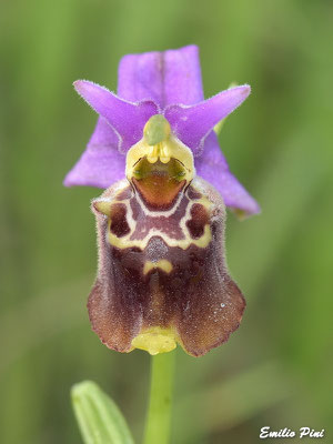 Ophrys apulica