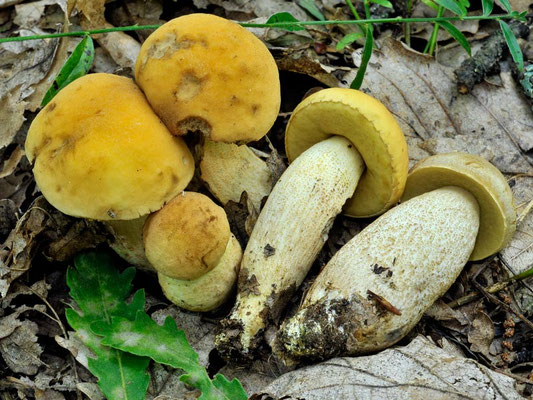 Leccinum crocipodium (Letell.) Watling (COMMESTIBILE) Foto Emilio Pini 