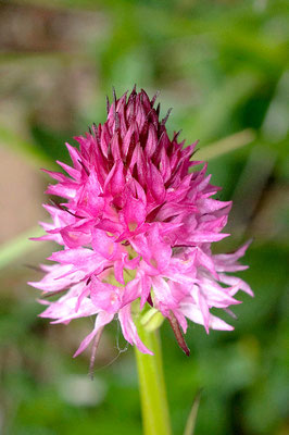 Nigritella miniata (Regione Veneto)