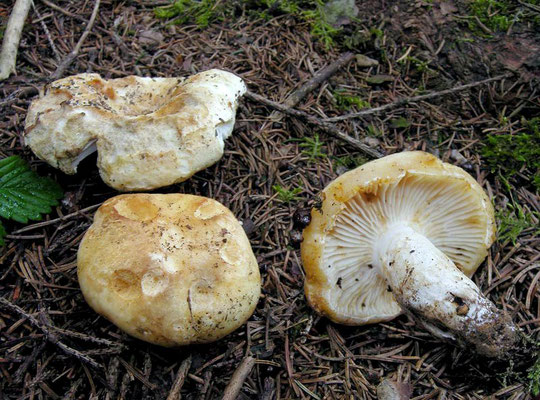 Russula camarophylla Romagn. 1967 (COMMESTIBILE) Foto Emilio Pini 