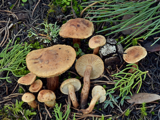 Tricholoma psammopus (Kalchbr.) Quél. (NON COMMESTIBILE) Foto Emilio Pini 