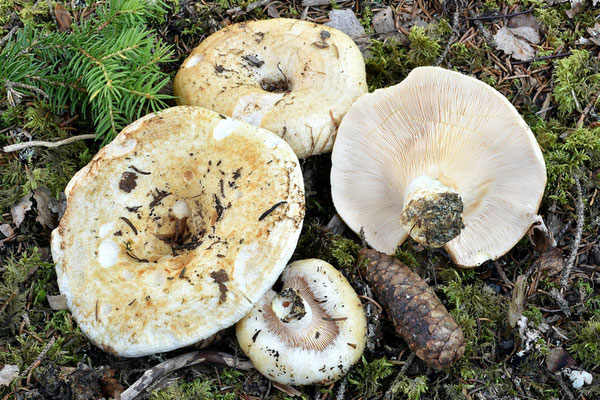 Lactarius aquizonatus Kytöv. (NON COMMESTIBILE) Foto Emilio Pini 