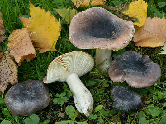 Russula parazurea Jul. Schäff. 1931 (COMMESTIBILE) Foto Emilio Pini 