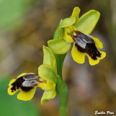 Ophrys subfusca subsp liveranii  (Regione Sardegna)