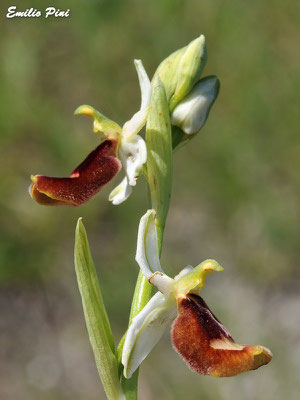 Ophrys benacensis