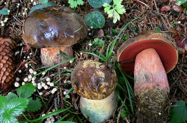 Boletus erythropus Persoon ss. Fries (COMMESTIBILE) Foto Emilio Pini