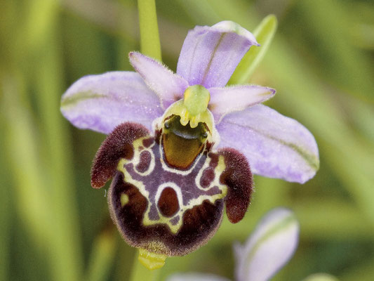Ophrys holoserica ssp linearis (Regione Liguria)