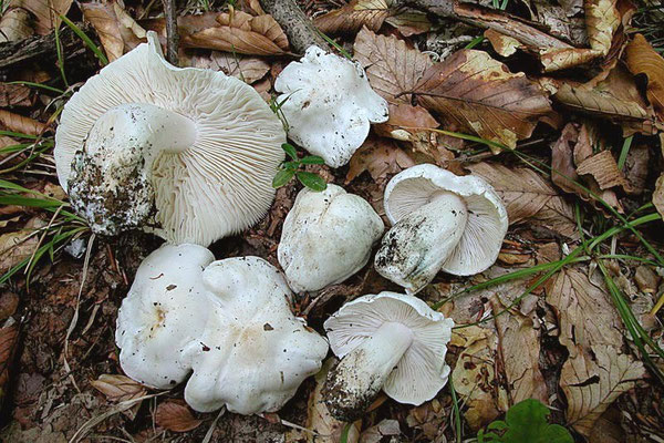 Tricholoma columbetta (Fr.) P. Kumm. 1871 (COMMESTIBILE) Foto Emilio Pini 