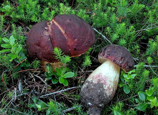 Boletus pinophilus Pilat & Dermek (COMMESTIBILE) Foto Emilio Pini