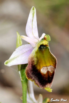 Ophrys crabronifera (Regione Toscana)