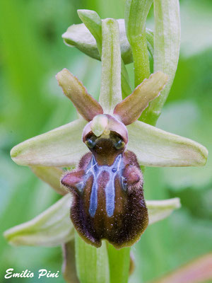 Ophrys classica (Regione Toscana)