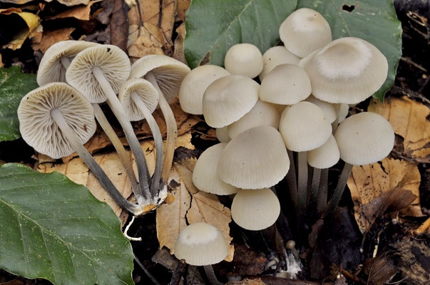 Marasmius wynneae Berk. & Broome 1859 (COMMESTIBILE) foto Emilio Pini 