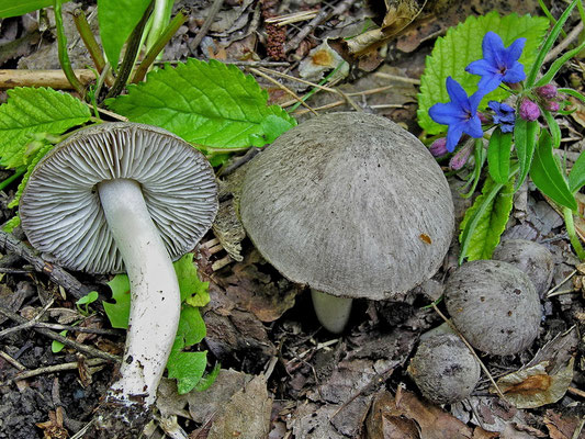 Tricholoma terreum (Schaeff.) P. Kumm. (COMMESTIBILE) Foto Emilio Pini