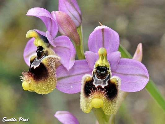 Ophrys tenthredinifera ssp neglecta (Regione Puglia)