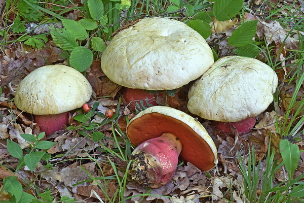 Boletus satanas Lenz (VELENOSO) Foto Emilio Pini
