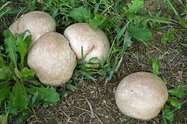 Calvatia fragilis Calvatia fragilis (Quél.) Morgan COMMESTIBILE                    Foto Emilio Pini