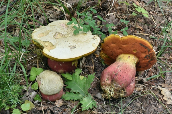 Boletus satanas Lenz (VELENOSO) Foto Emilio Pini