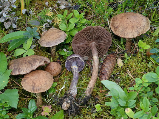 Cortinarius ionophyllus MM Moser  (NON COMMESTIBILE)  Foto Emilio Pini 