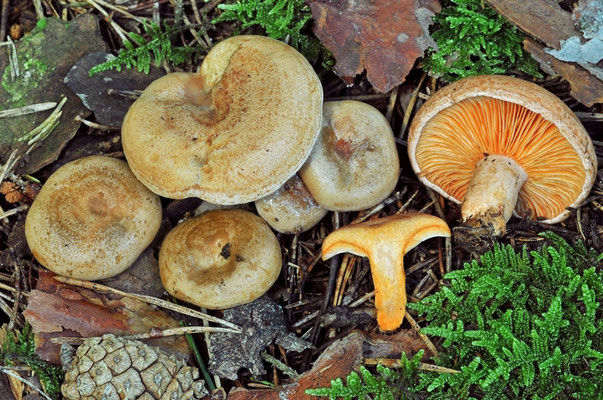 Lactarius quieticolor Romagn. (COMMESTIBILE) Foto Emilio Pini 