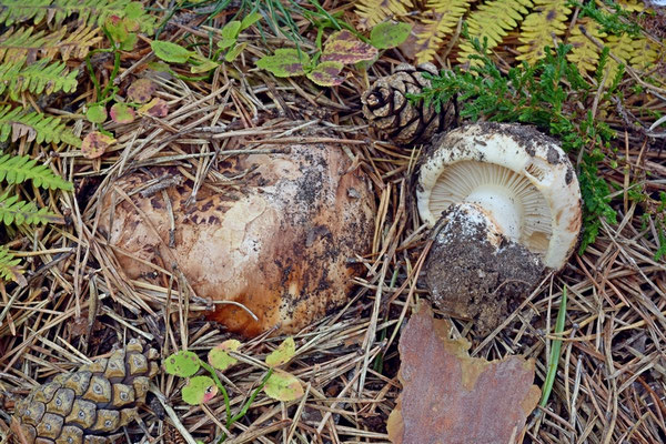 Tricholoma colossus (Fr.) Quél. 1872 (COMMESTIBILE) Foto Emilio Pini