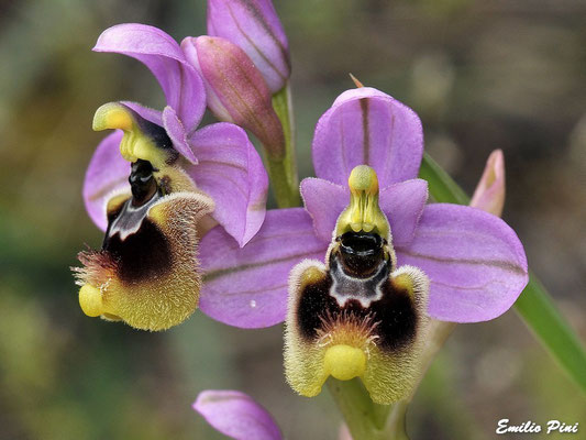 Ophrys tentredinifera    Sardegna