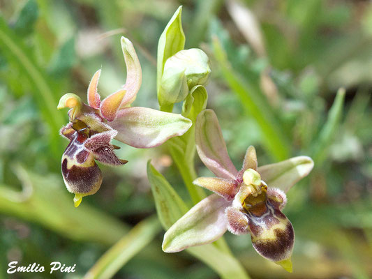 Ophrys bombiliflora x Ophrys celiensis