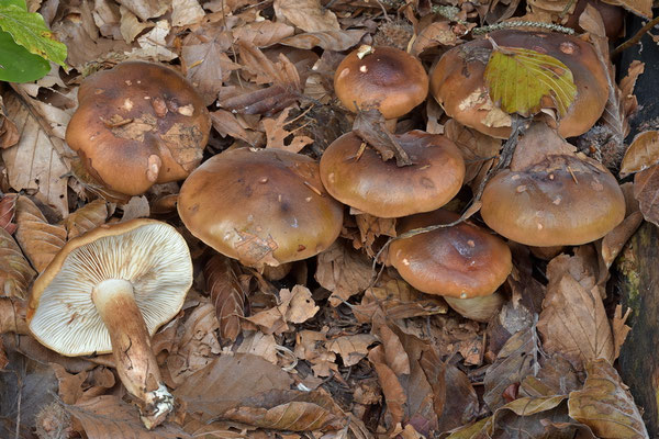 Tricholoma ustaloides Romagn. (NON COMMESTIBILE) Foto Emilio Pini 