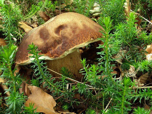 Boletus aestivalis (Paulet) Fries (COMMESTIBILE) Foto Emilio Pini