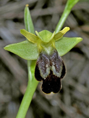 Ophrys delforgei