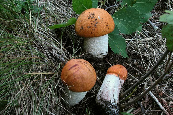 Leccinum albostipitatum den Bakker & Noordel. (COMMESTIBILE) Foto Emilio Pini