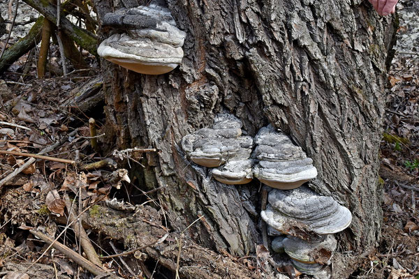 Phellinus igniarius (L.) Quél. (1886) (NON COMMESTIBILE) Foto Emilio Pini 