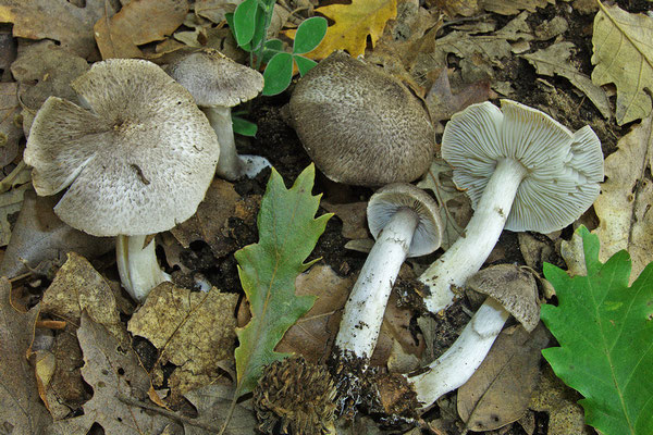 Tricholoma scalpturatum var. atrocinctum Romagn. (COMMESTIBILE) Foto Emilio Pini 