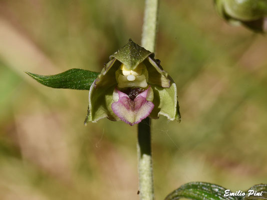 Epipactis placentina (Regione Emilia Romagna)