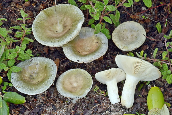 Russula anatina Romagnesi (COMMESTIBILE) Foto Emilio Pini 