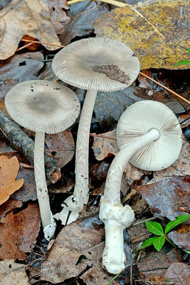 Amanita simulans Contù 1999 (COMMESTIBILE) Foto Emilio Pini