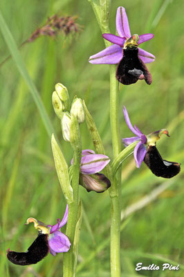 Ophrys benacensis