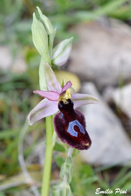 Ophrys tarentina x Ophrys bertoloni