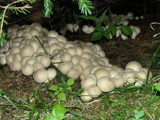 Lycoperdon pyriforme Schaeff. (COMMESTIBILE) Foto Emilio Pini