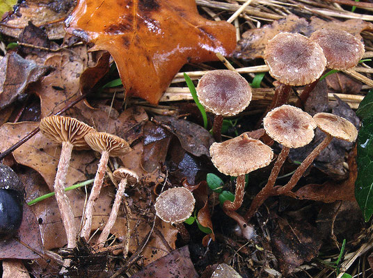 Tubaria conspersa (Pers. : Fr.) Fayod 1889 (NON COMMESTIBILE) Foto Emilio Pini