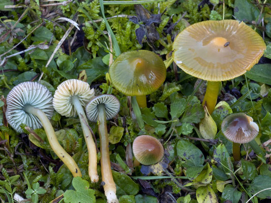 Hygrocybe psittacina (Schaeff.) P. Kumm. (COMMESTIBILE)  Foto Emilio Pini 